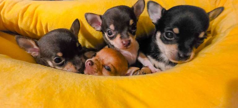 Chihuahua puppies for sale