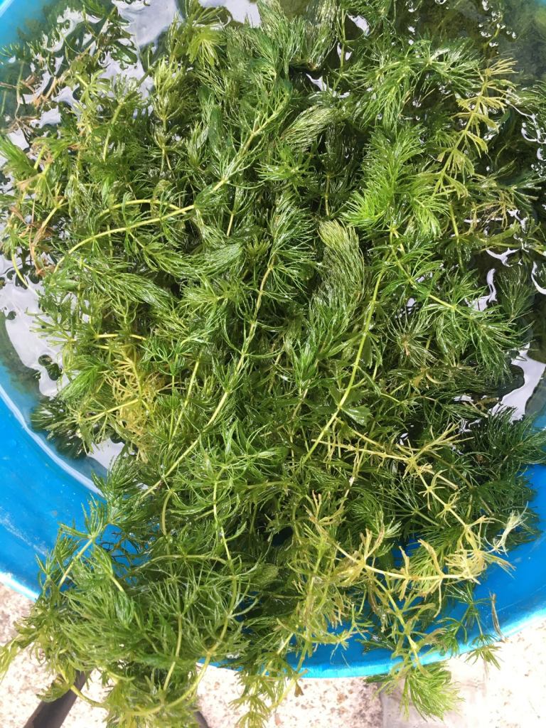 Pond plant for fish, good winter coverage £5 for 10 pieces 