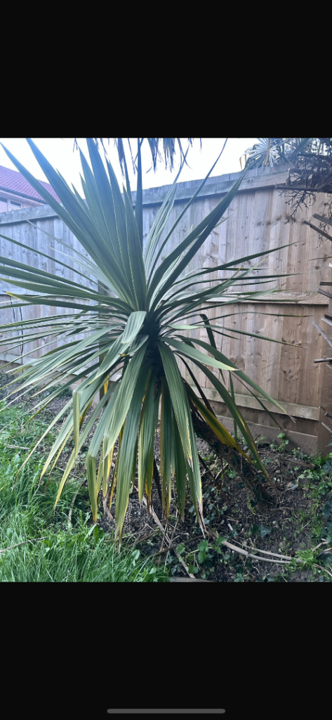 Palm tree 
