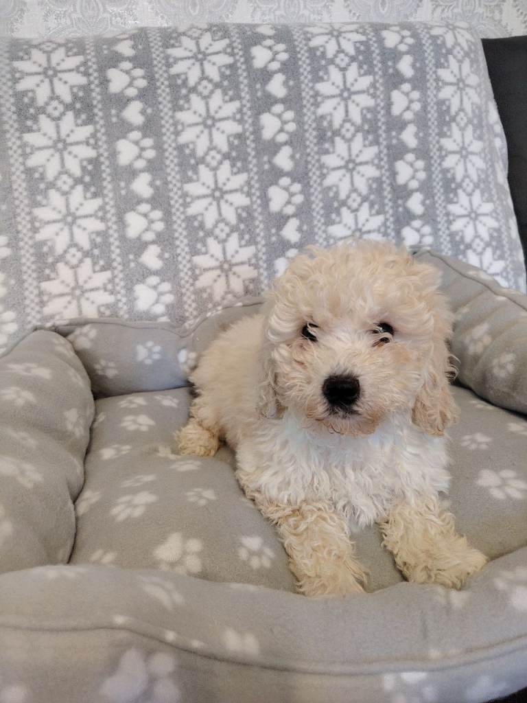 Fluffy cavapoo puppies