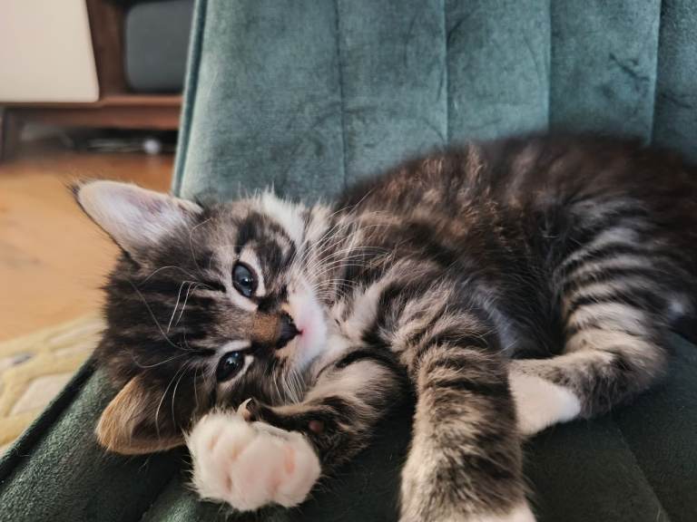 Two male tabby kittens 