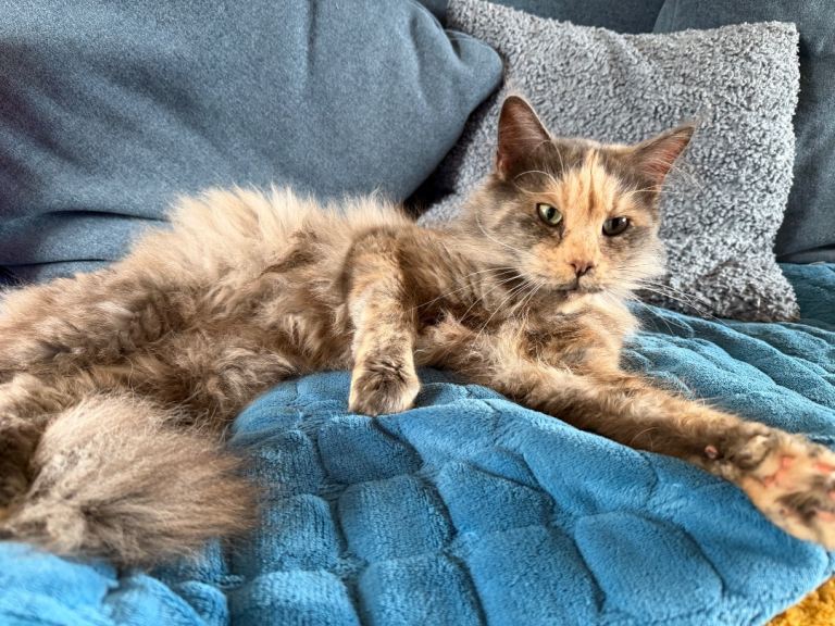 Maine Coon female