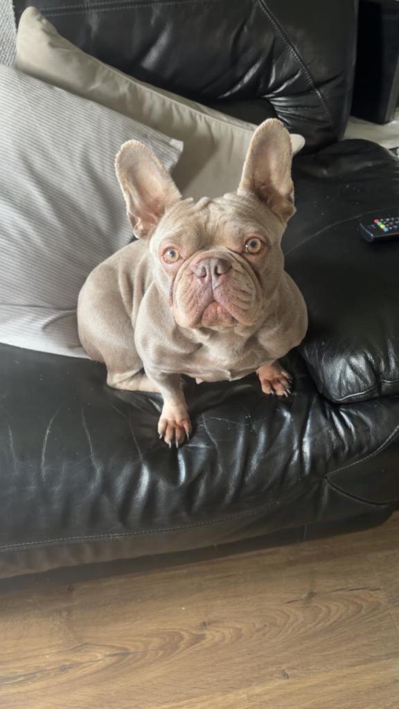 Female frenchie