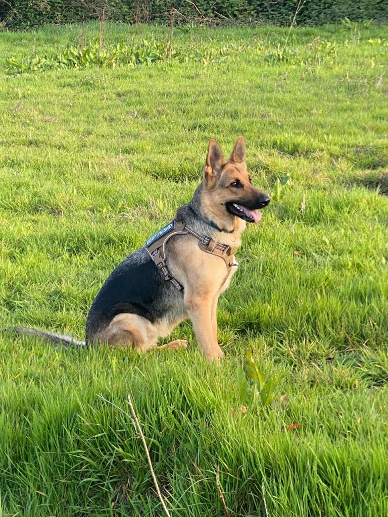 3 year old Good natured German Shepherd female 