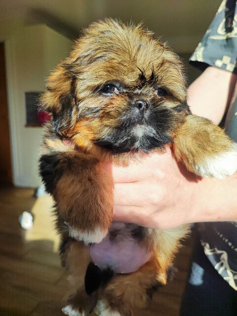 Beautiful imperial Shih tzu puppies 