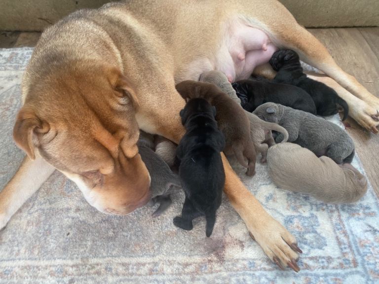 Stunning shar pei puppies