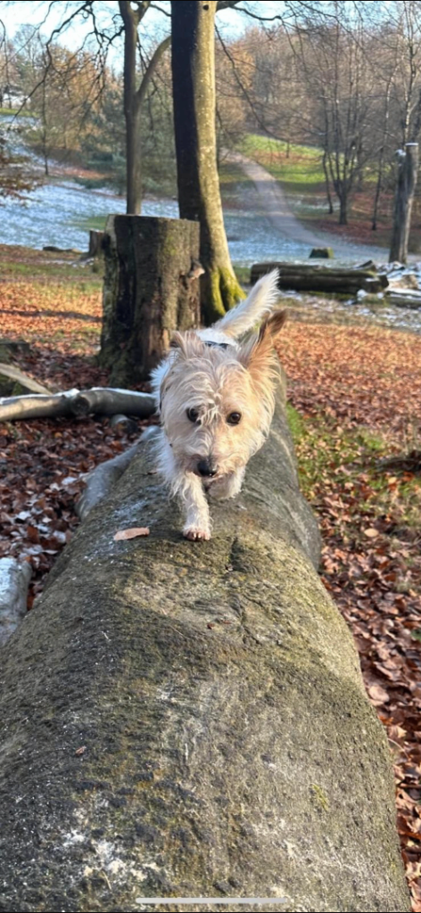 6 year old jackapoo bentley