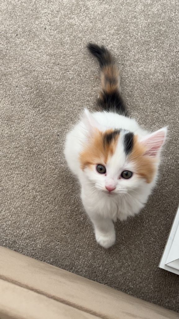 8 week fluffy kitten 