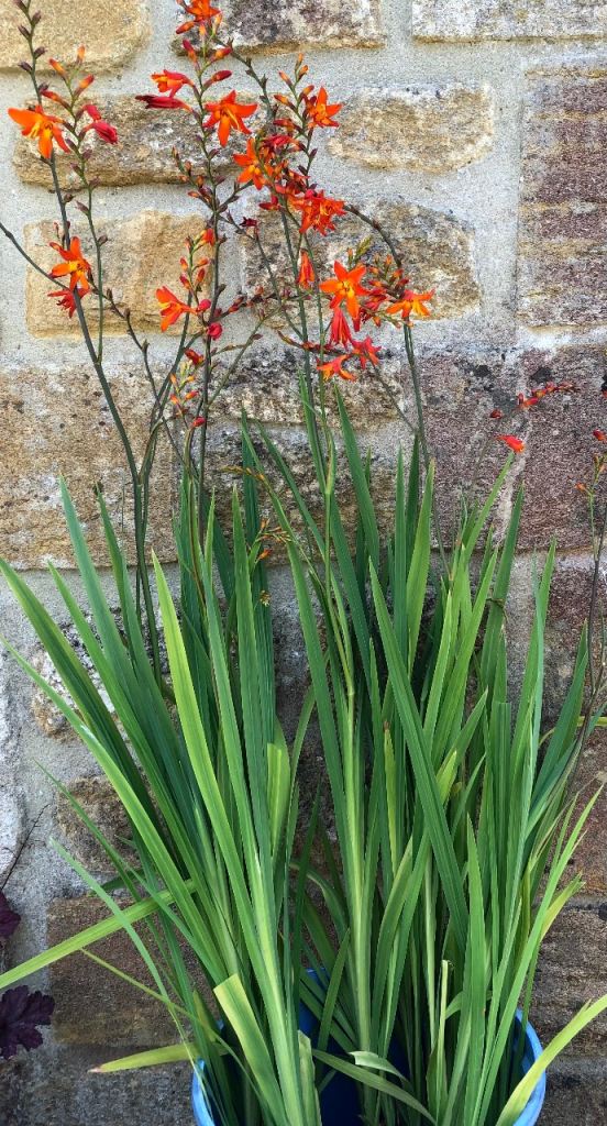 MONTBRETIA PLANTS, WELL ROOTED, PERENNIALS