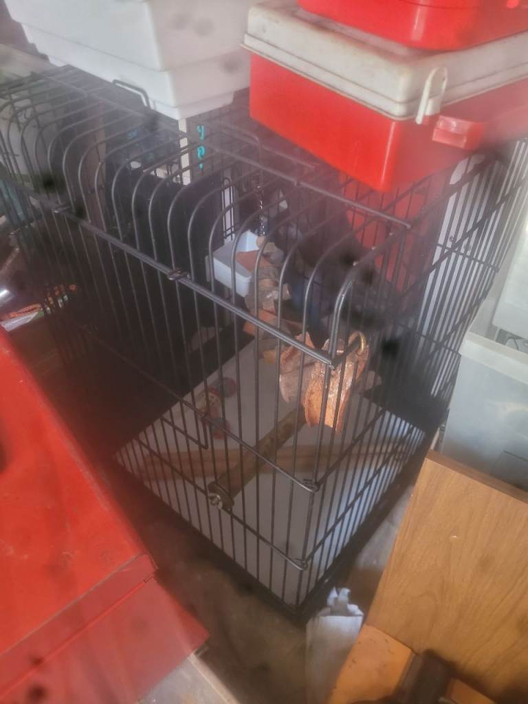 Parrot cage.