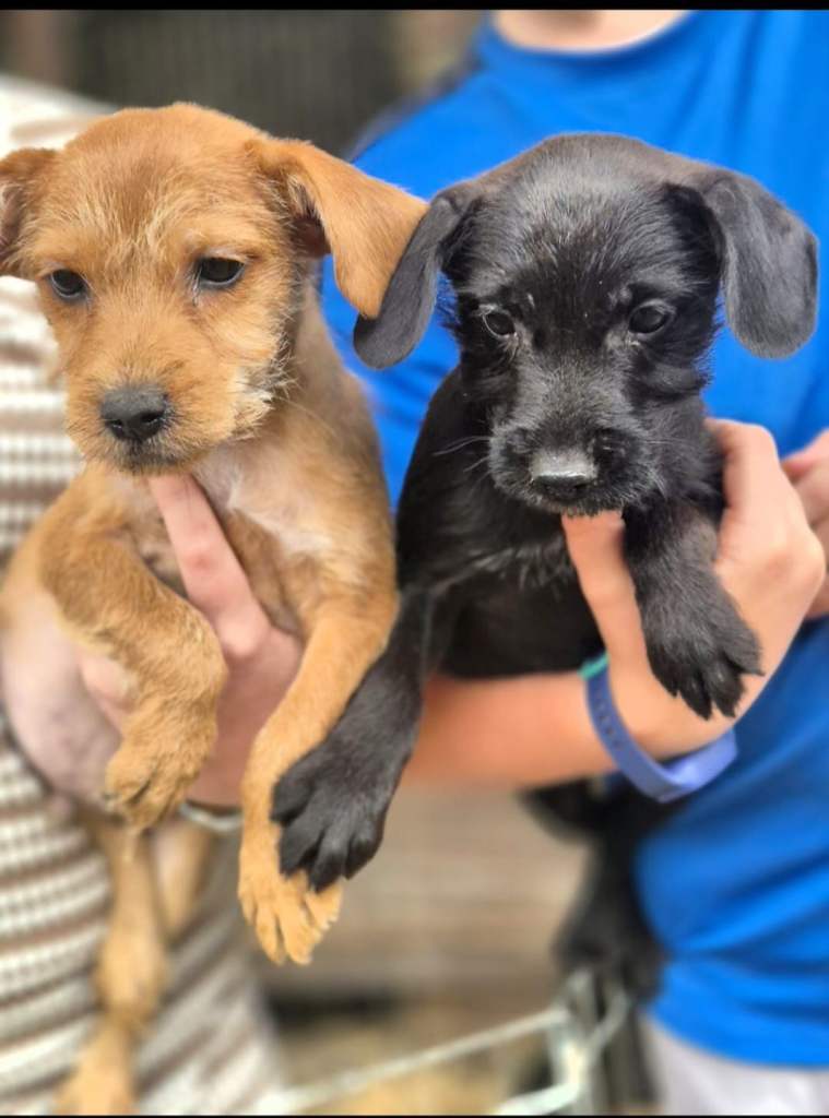Border X Lakeland terrier puppies 