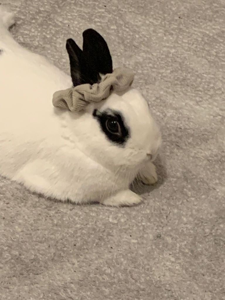Litter trained rabbit 