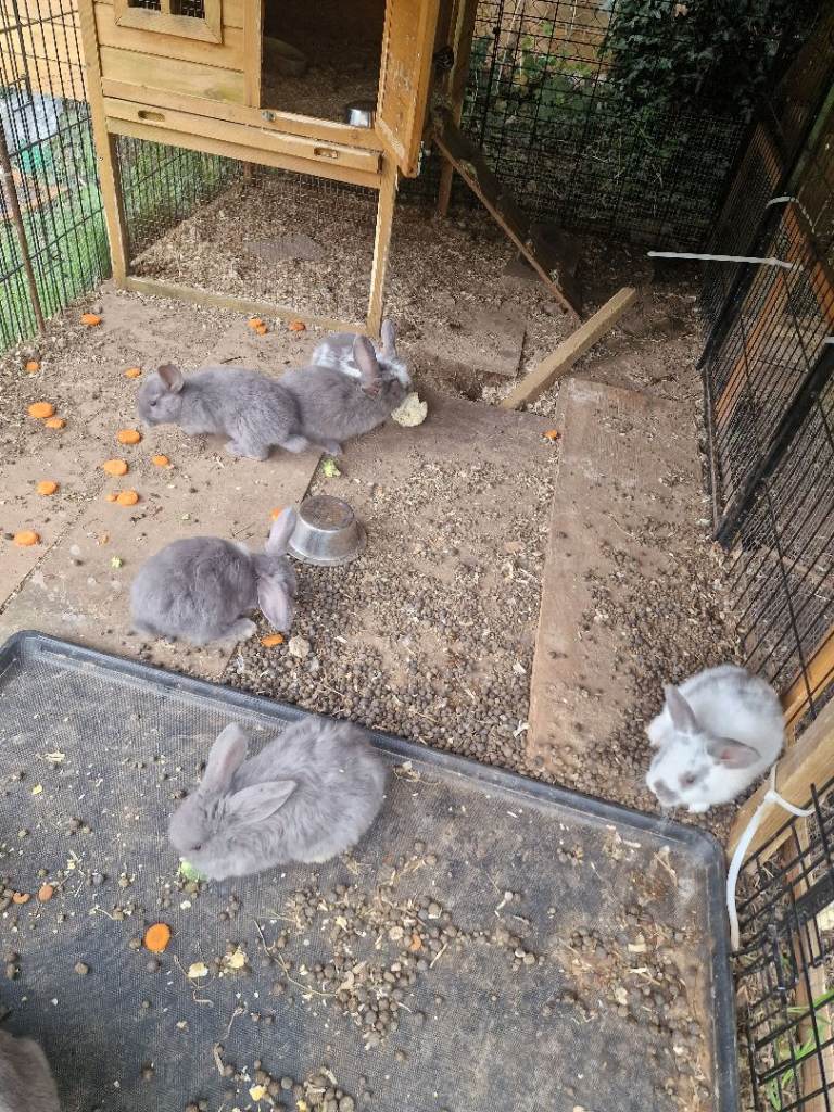 I have 6 mini lop bunnies 