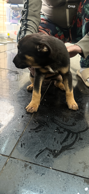 Quality Bull herder puppies 