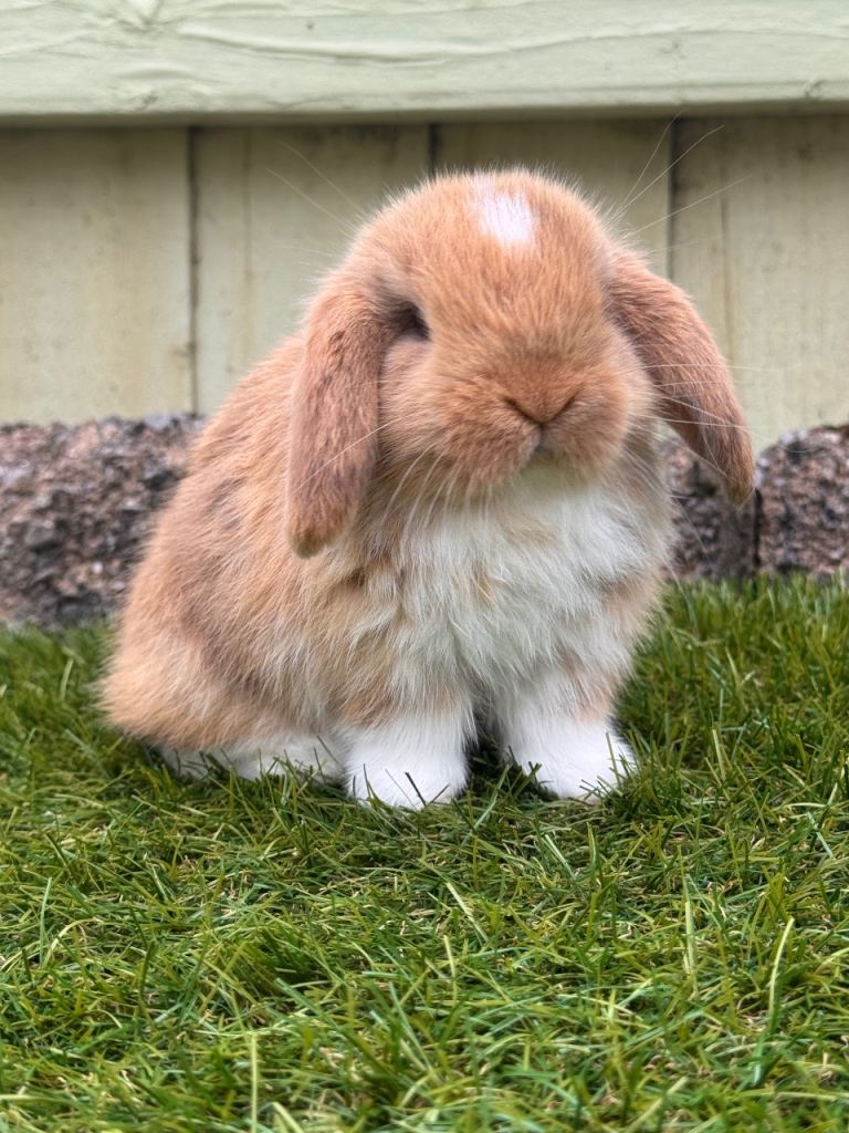 Mini lops ready now 