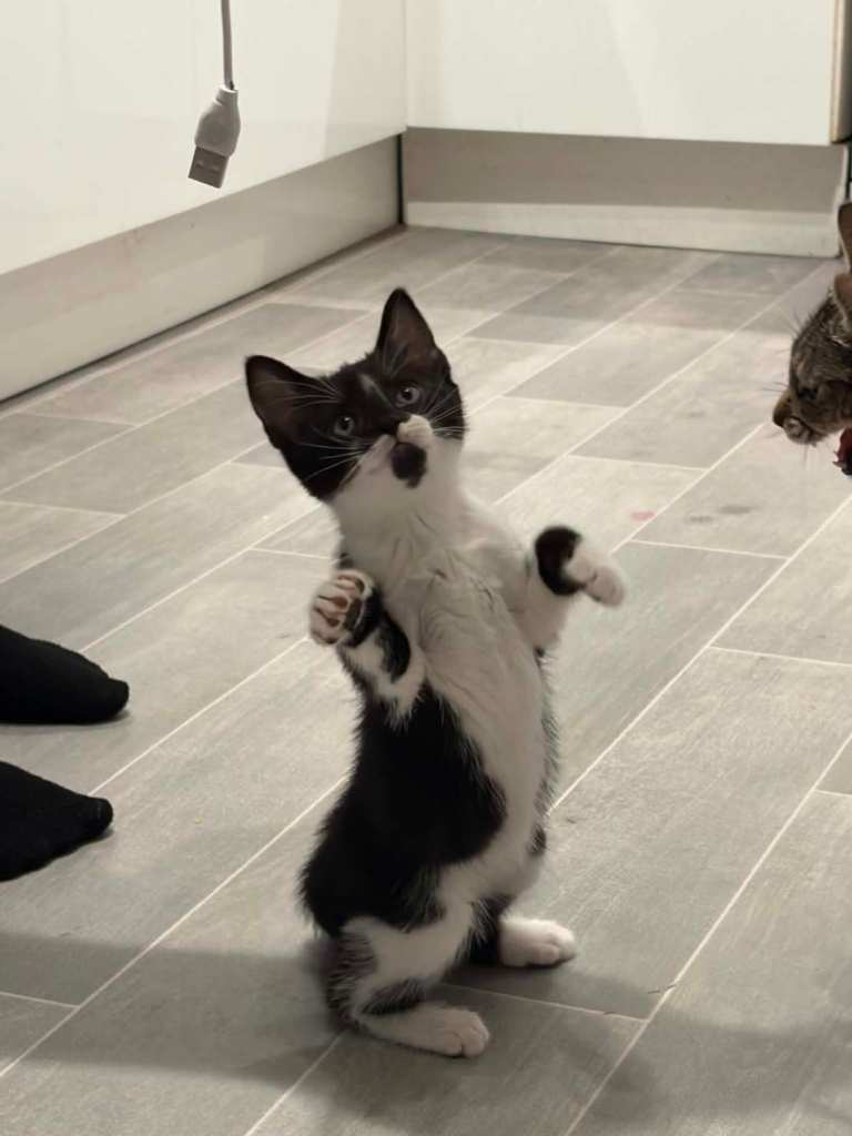 kittens 