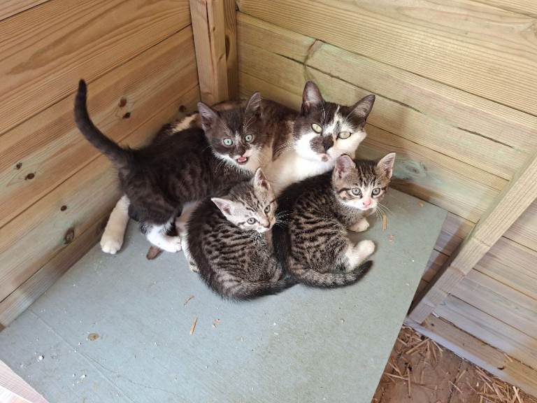 3 kittens - ready now