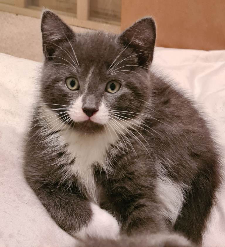 Main coon x Bengal kittens
