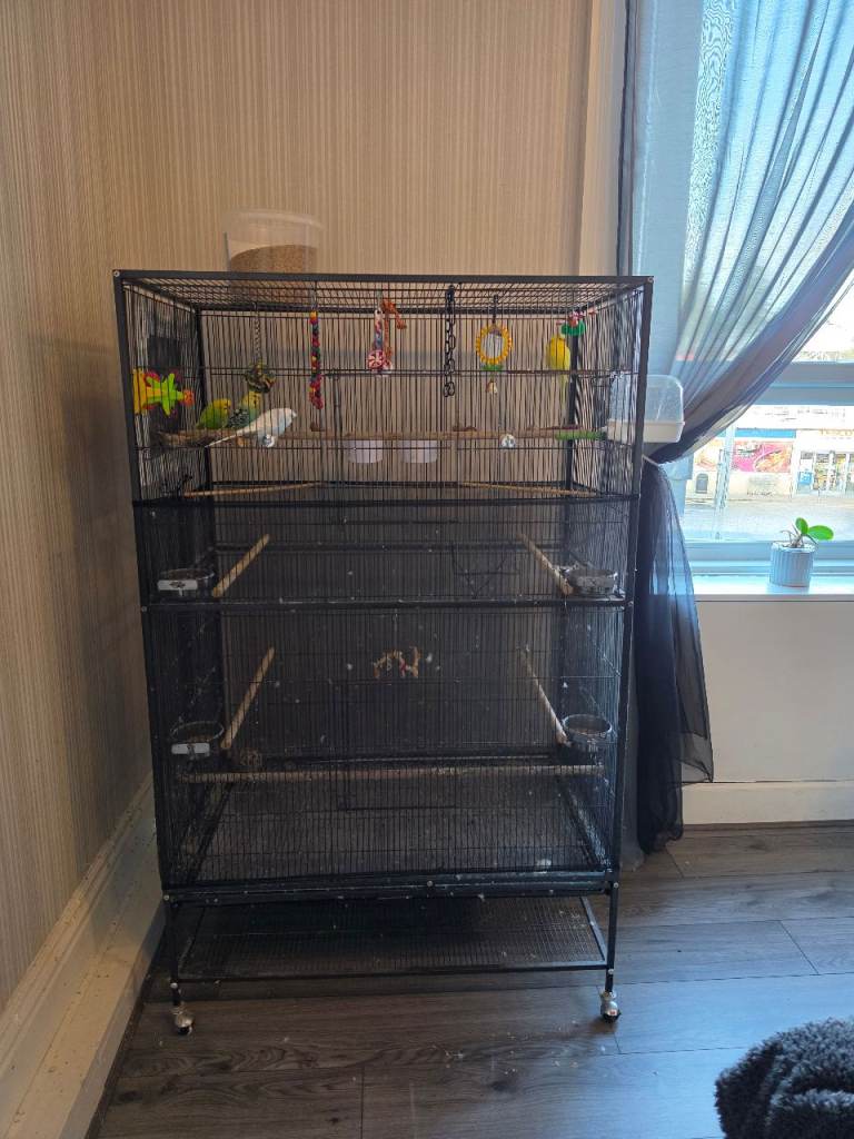 Budgie or large bird cage