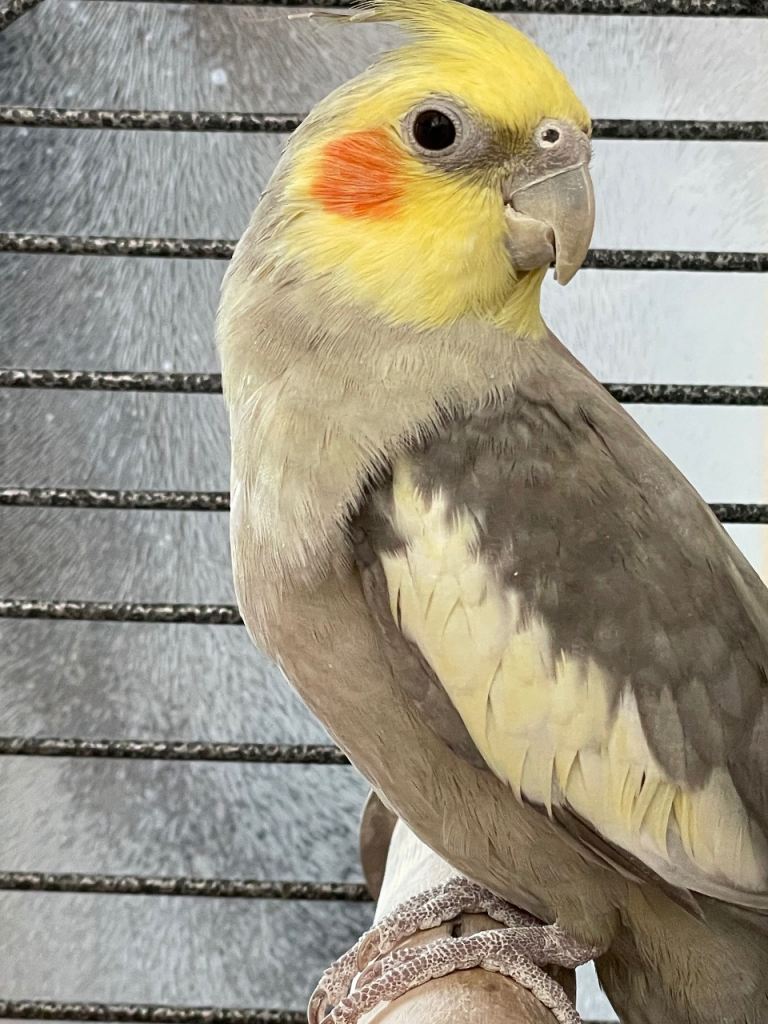 Male cockatiel