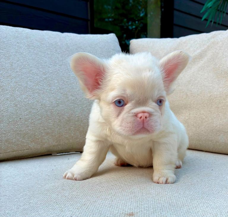French bulldog - Full fluffy pink 