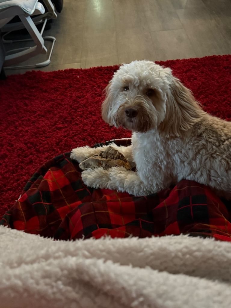 14 month old cockapoo