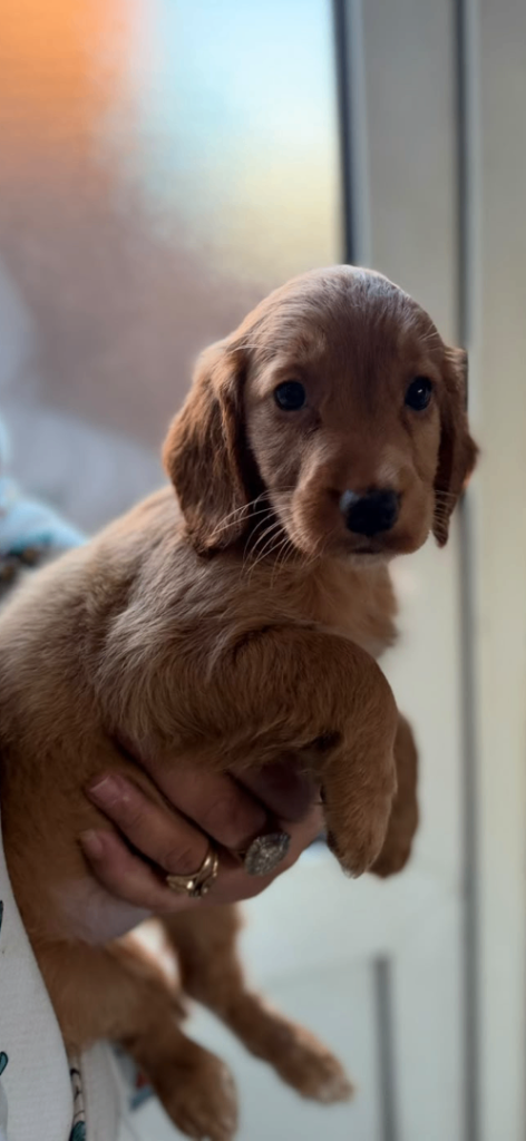  REDUCE Cocker Spaniel puppies READY TO LEAVE