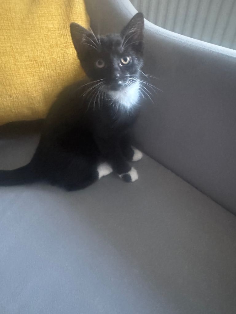 Kitten