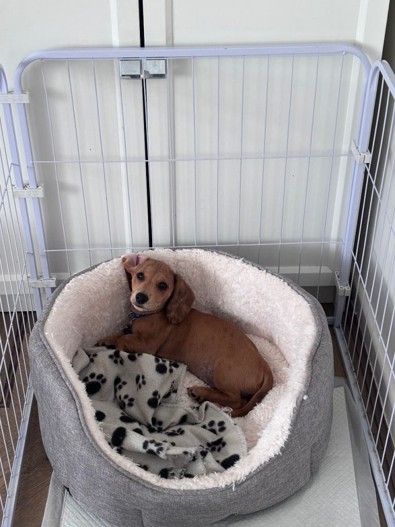 FULLY VACCINATED ready to go Male mini dach 🐶 
