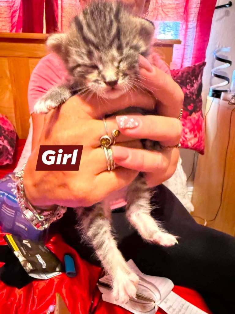 Adorable Kittens Looking for Forever Homes