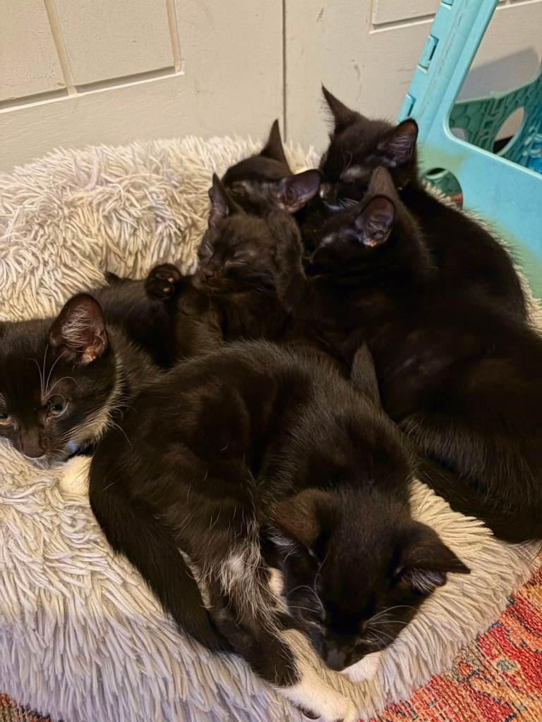 3 Kittens in Need of a Home 