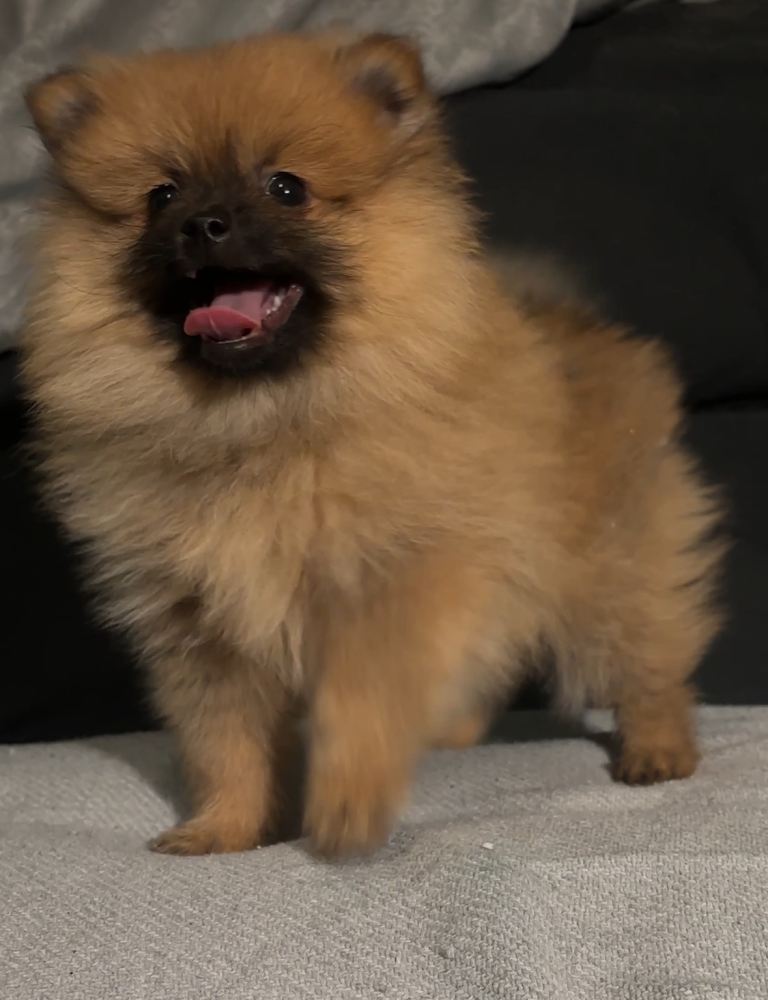 Beautiful Authentic Pomeranian puppies