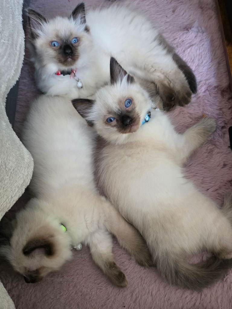 Ragdoll kittens purebred 