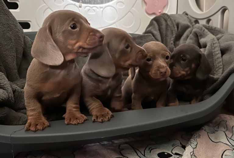Miniature dachshund puppies