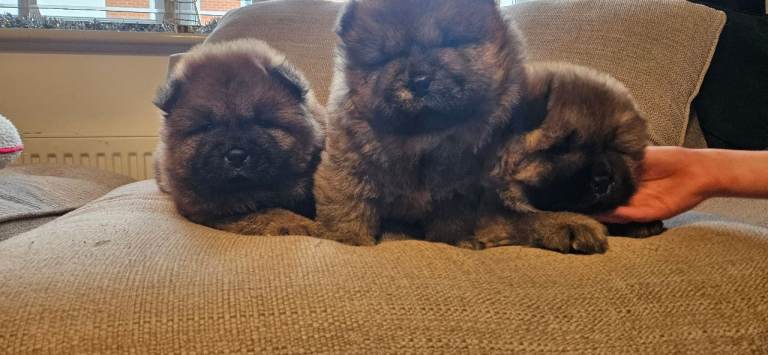 Chow chow puppies