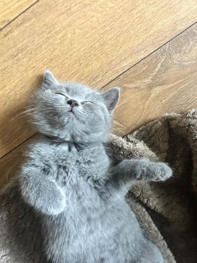 British shorthair kitten