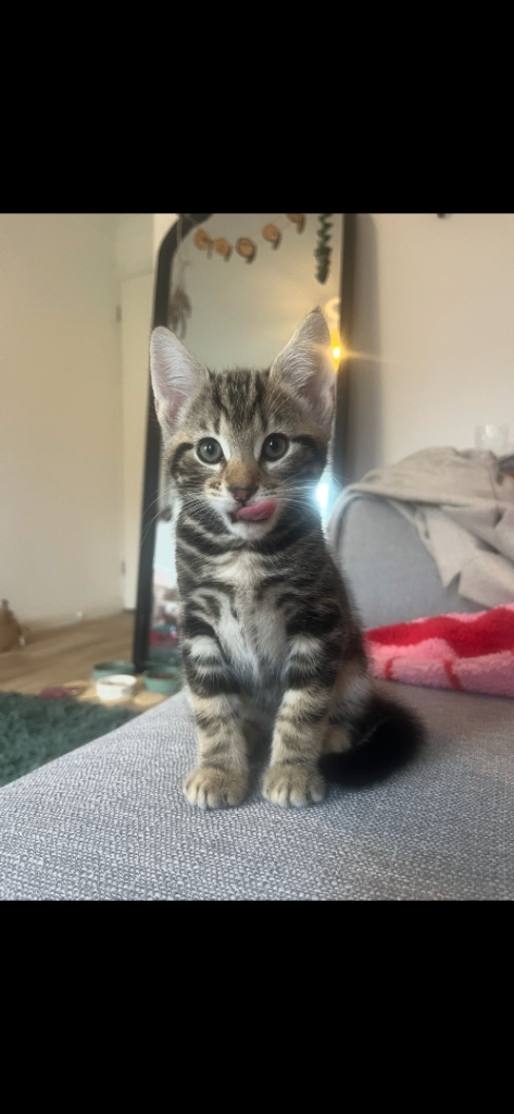 Beautiful male kitten for sale