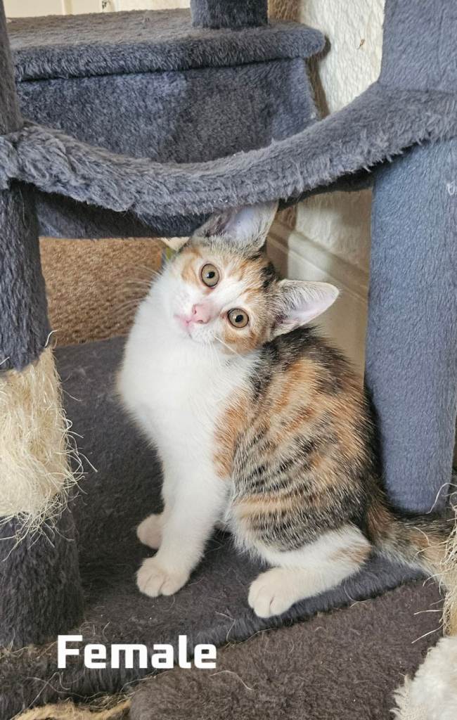 Kittens 