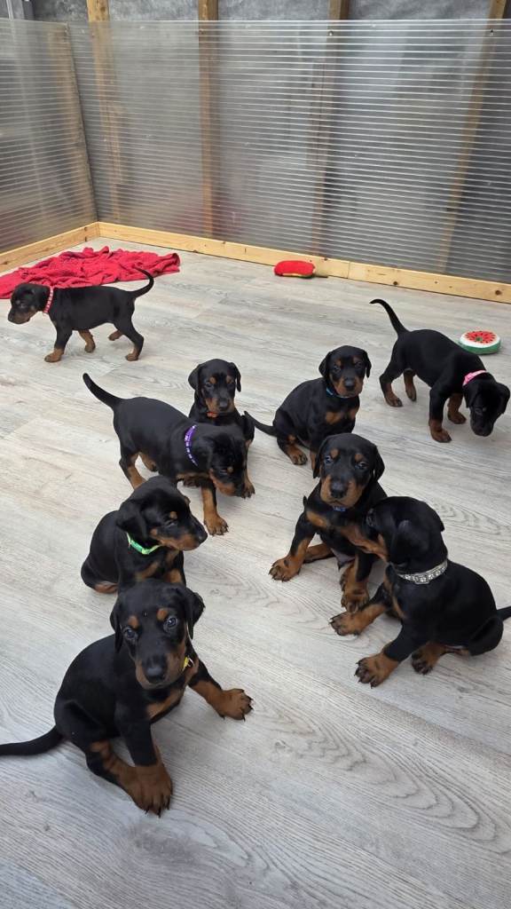 Adorable pedigree Doberman puppies 