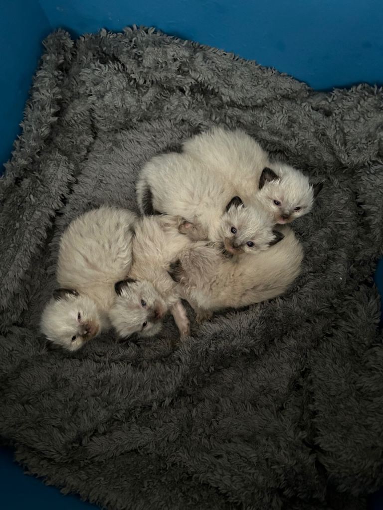 Ragdoll kittens pedigree 