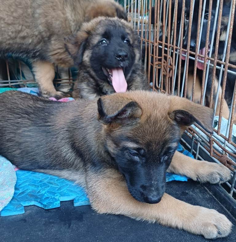 German shepherd cross Malinois puppies 