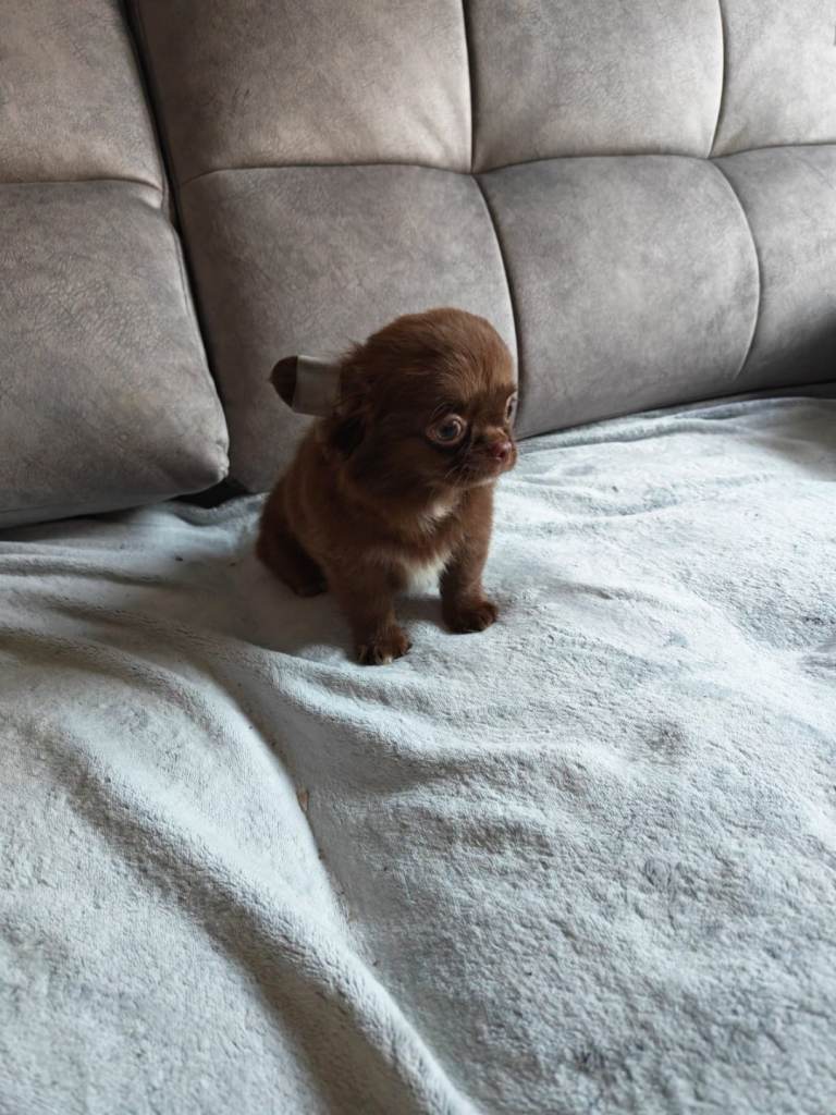 Chihuahua puppies