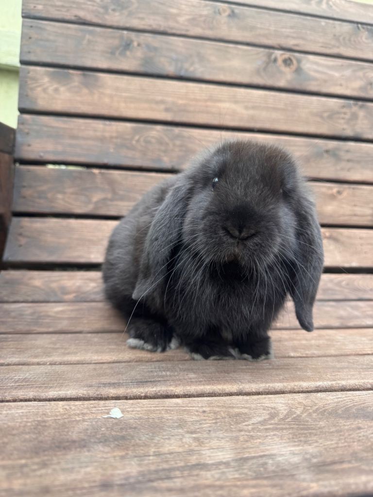 Mini lops