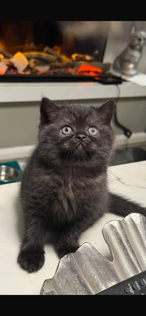2 x BSH kittens