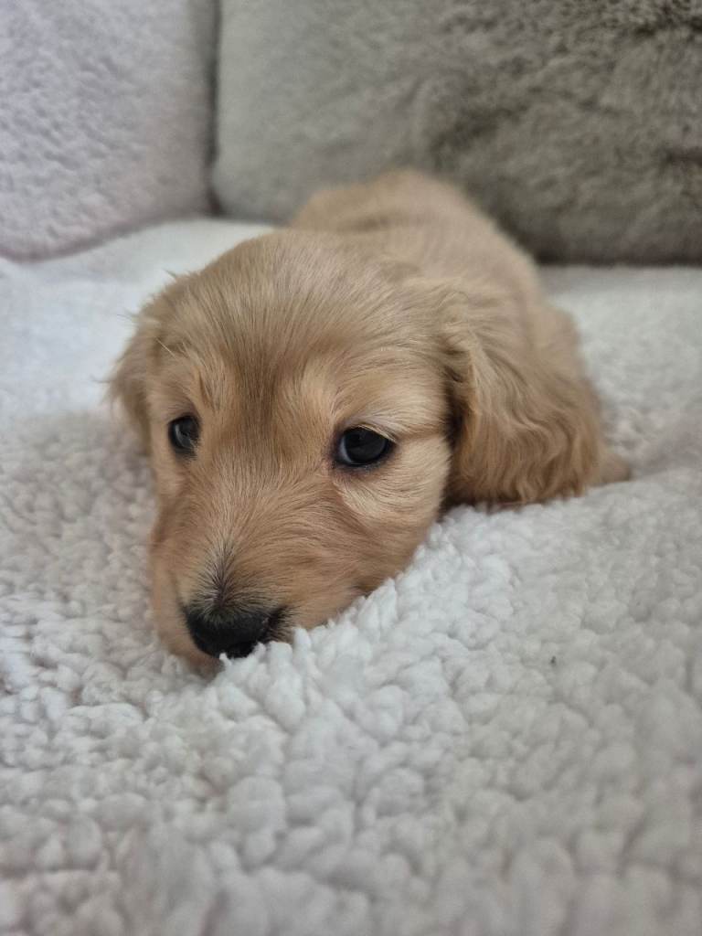 Miniature longhaired daschunds