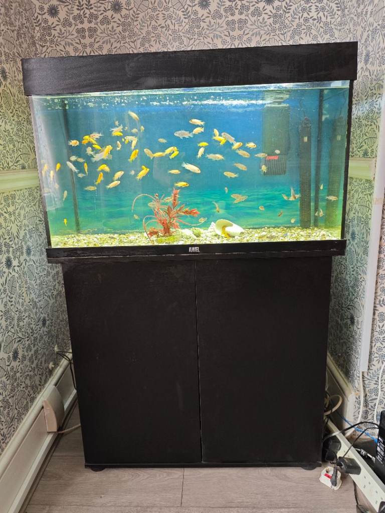 Juwel Rio 125 fish tank aquarium complete tropical setup