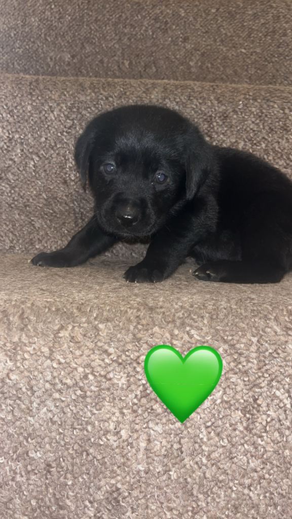 Pure Labrador pups for sale