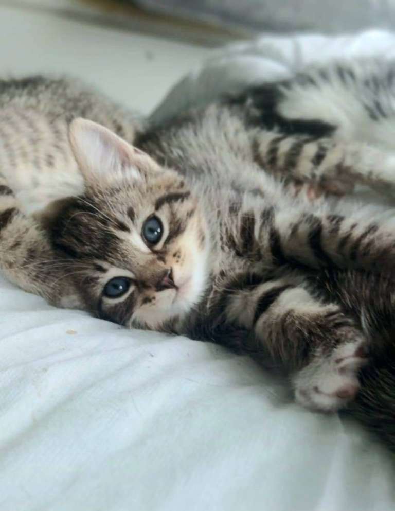 X4 female kittens for sale