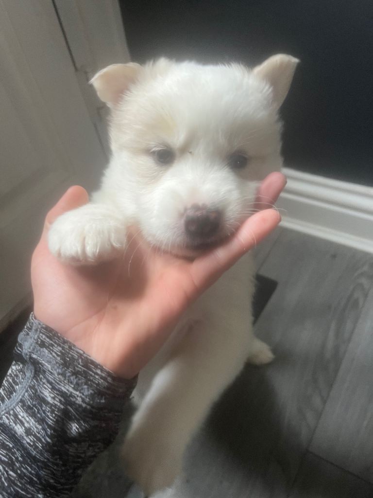 Siberian husky pups 