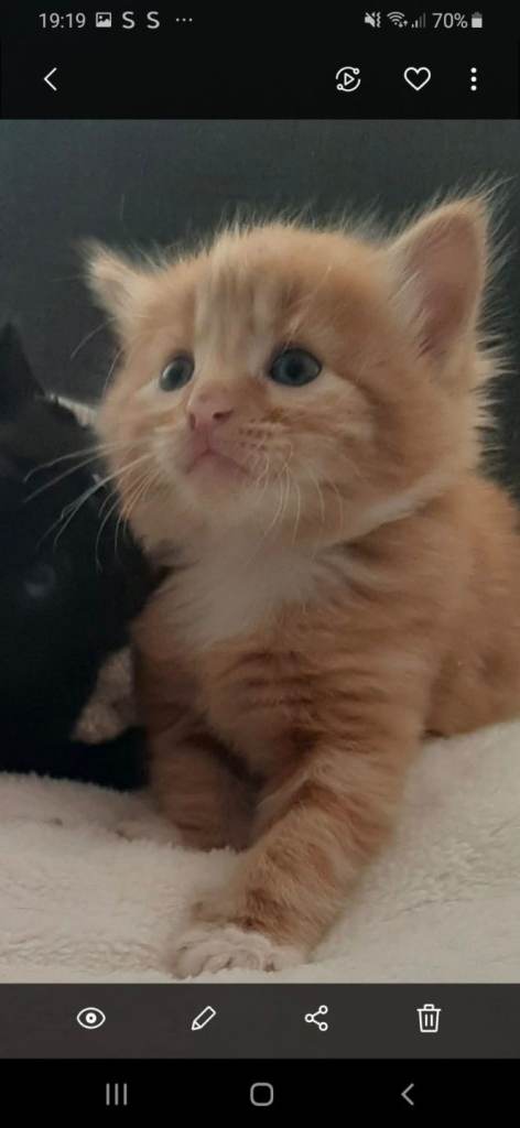 Boy kittens